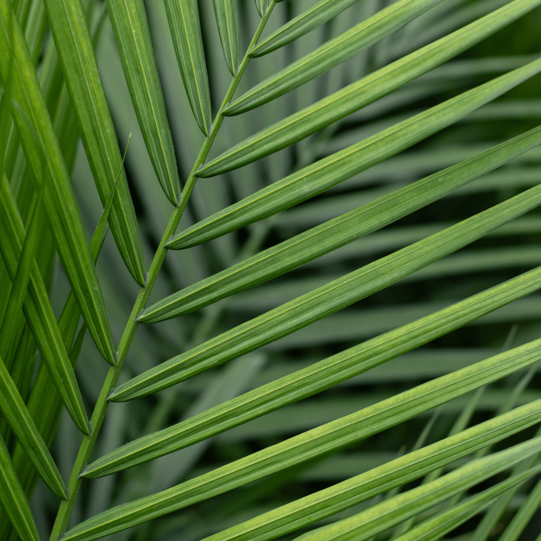 A close-up image of a green Majesty palm leaf.