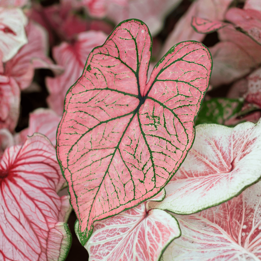 An image of a pink caladium leaf with green veining.