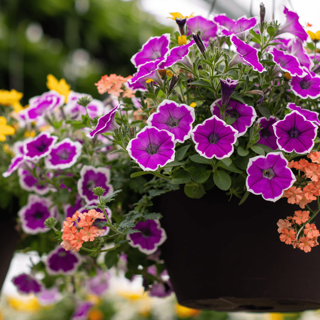 A close-up of a mixed flowering annual hanging basket with purple and white petunias and peach-coloured verbena.