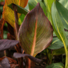 A close-up of a bronze canna lily leaf surrounded by other bronze and green canna lily leaves.