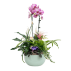 An image of an indoor mixed planter in a sage ceramic pot with a pink-purple orchid, white peace lily, dark purple African violet, green fern, etc.