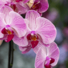 A close-up of the pink-purple spotted blooms on an orchid plant.