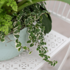 A close-up of the trailing white and green variegated leaves spilling over the edge of a sage pot in an indoor mixed planter.