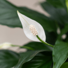 A close-up of the white blooms on a peace lily plant in an indoor mixed planter.