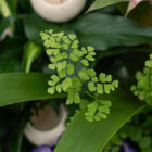 A close-up of the dainty leaves on a maidenhair fern in an indoor mixed planter.