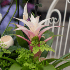 A close-up of a pale pink bromeliad bloom in an indoor mixed planter.