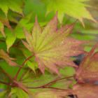 A close-up of a pointy green and red Japanese Maple leaf.