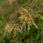 An image of the green lacy foliage with an orange tinge on a green cutleaf Japanese maple.