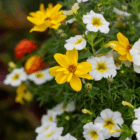 A close-up of a mixed flowering annual hanging basket with yellow bidens and white million bells with yellow centers.
