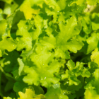 A close-up of the lime-coloured foliage of Coral Bells with water droplets on it.
