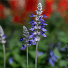 A close-up of the tall purple flowers and stems on a salvia plant.