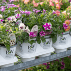 An image of white plastic Proven Winners pots with various petunias in them.