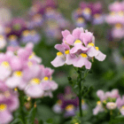 An image of light pink flowers with yellow centers and small purple stripes coming from the center.