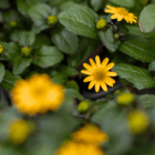 A close-up of the small yellow flowers on a sanvitalia plant.
