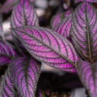 An image of the vibrant purple pointy leaves on a Persian shield plant.
