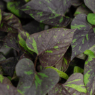 A close-up of the green and dark purple splotchy heart-shaped leaf on a sweet potato vine plant.