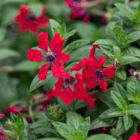 A close-up of the red papery flowers with purple centers on a cuphea plant.
