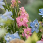A close-up of a pink larkspur flower in a wildflower bouquet.