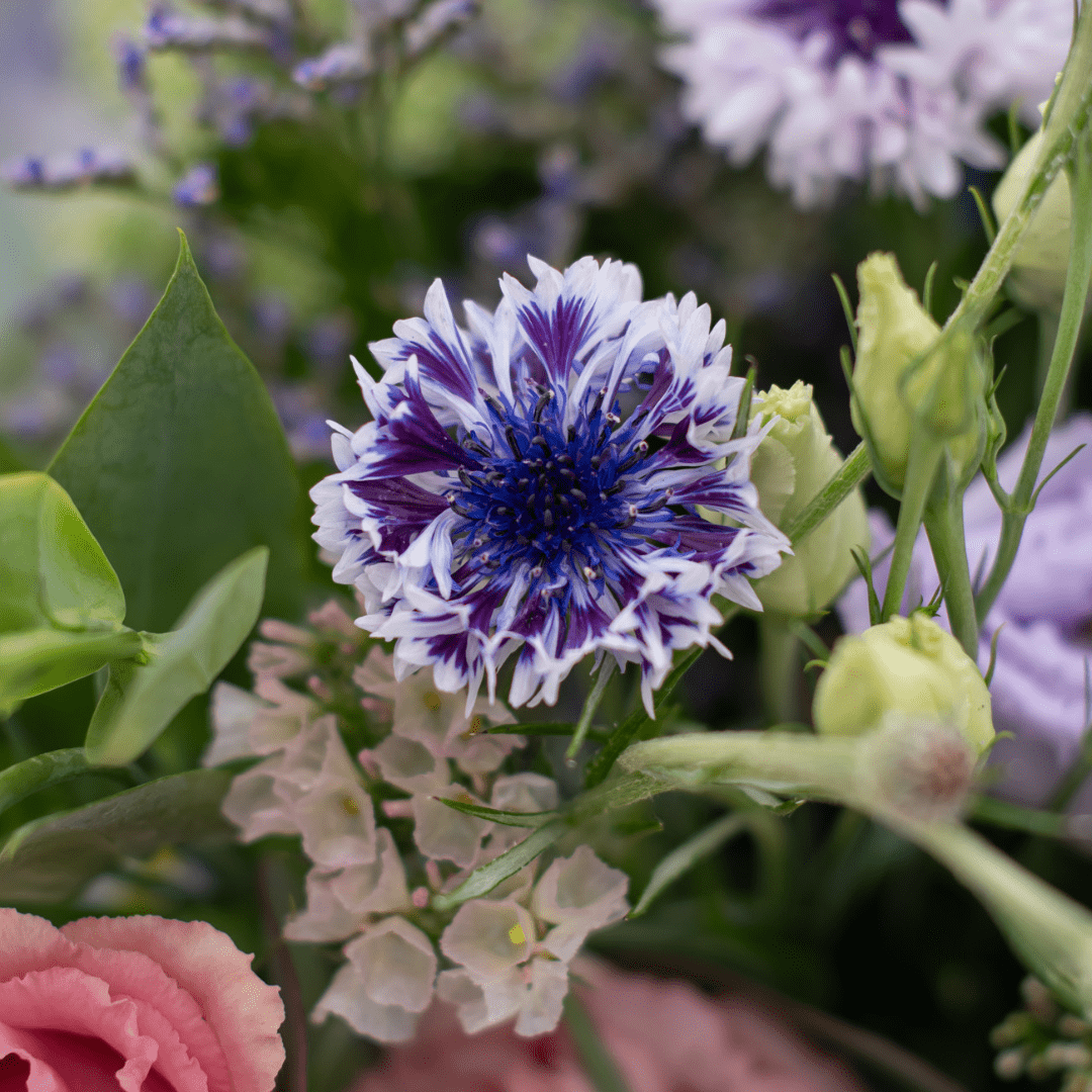 A close-up of a deep and light purple flower in a wildflower bouquet.