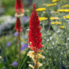 An image of the tall red blooms on a Red Hot Poker plant with other yellow flowers blurred in the background.