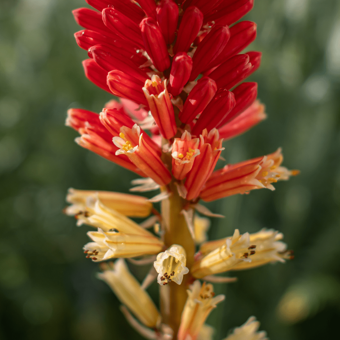 A close-up of the red flower buds changing into creamy peach flowers on a Red Hot Poker plant.