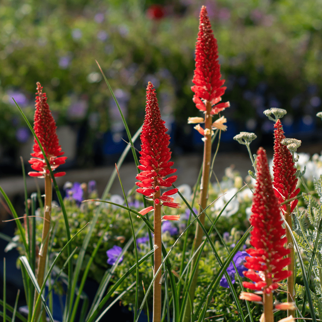 An image of five Red Hot Poker blooms atop green grass-like foliage.