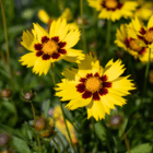An image of two yellow Coreopsis 'SunKiss' blooms with dark burgundy centers.