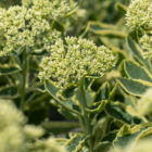 An image of the pale yellow flowers on a stonecrop plant with variegated foliage.