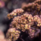 An image of a bee sitting on yellow stonecrop flowers on dark purple stems.