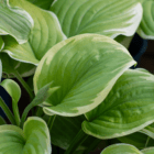 An image of a hosta leaf with a lime green center and creamy-yellow leaf edges.