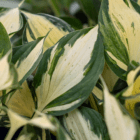 An image of a hosta leaf with a creamy-yellow center and dark green leaf edges.