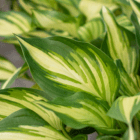 An image of a hosta leaf with stripes of dark green, lime green, and creamy yellow.