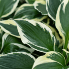 An image of a small hosta leaf with a dark green center and creamy-white leaf edges.