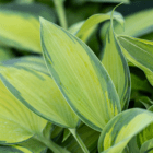 An image of a narrow sword-shaped lime hosta leaf with blue-green edges.
