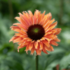 A close-up of a peachy-pink coneflower with a dark brown-orange center.
