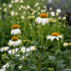 An image of white coneflowers in a garden centre.