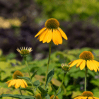 An image of yellow coneflowers in a garden centre.