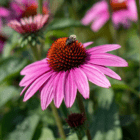 An image of a bee on the spiky dark brown and orange center of a pink coneflower.