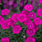 An image of a grouping of bright fuchsia frilly dianthus flowers.