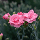 An image of two pink frilly dianthus flowers with unopened buds around it.