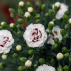 An image of a white frilly dianthus flower with a dark red center.