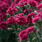 An image of the dark and light pink frilly blooms on a dianthus plant.