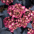 An image of the cranberry-coloured blooms atop dark purple foliage on an Eclipse hydrangea shrub.