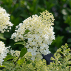 An image of the white cone-shaped bloom on a hydrangea shrub.