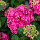 An image of the bright pink flowers on a hydrangea.