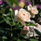 An image of an ivory bloom and a green unopened bud on a rose bush.