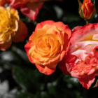 An image of a grouping of orange-yellow blooms on a rose bush.