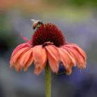 An image of a bee collecting pollen from the center of a peach-coloured coneflower.