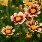 An image of coreopsis flowers with a yellow center and petals that are dark pink and fade to a pale yellow.