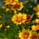 An image of yellow coreopsis flowers with a rust-coloured ombre center.